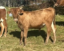 2024 Bull (One Fine Cat)
