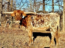 DFF Wonderful Foxanne