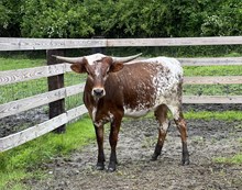 MF Appalachian Belle